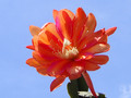 eh curt backeberg 126 1283
