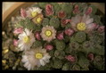 opuntia hpt320 321 041