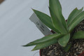 agave colimana 03