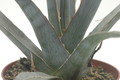 agave xylonacanha 8748