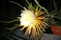 selenicereus coniflorus 1377