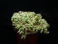 trichodiadema densum