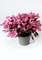 schlumbergera thor nille