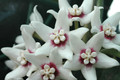 hoya calycina 6584