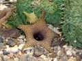 huernia x distincata 1330