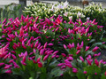 schlumbergera sorten 10013