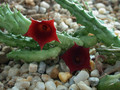 huernia arabica lavr 13103 es3421 yemen 01