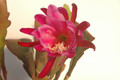 eh epiphyllum society of america 146 05