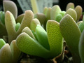 ihlenfordtia vanhijlii ipps9524 01