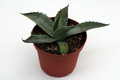 agave parryi huachucensis 0141