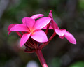 plumeria rosa