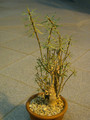 euphorbia balsamifera1
