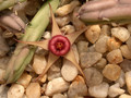huernia procumbens 01