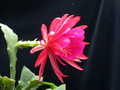 eh madame de laet 7760 08