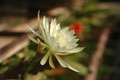 eh zaffaria 9931 14