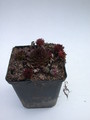 sempervivum bronze 5727