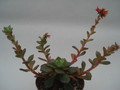 echeveria multicaulis 8396