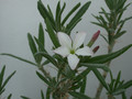 pachypodium succulentum weiss 05