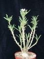 pachypodium succulentum weiss 03
