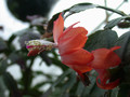 schlumbergera thor vida 07