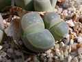 lithops optica c290 02