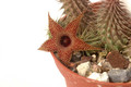 huernia pillansii 03