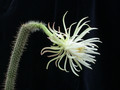 nyctocereus serpentinus 02