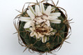 gymnocalycium zegarrae scupinense kk736 9927