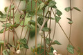 ceropegia woodii 01