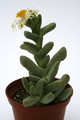 juttadinteria decumbens sargdeckel 0668