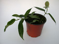 hoya macgillivrayi 4013