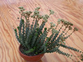 crassula perfoliata