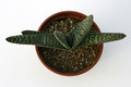 gasteria verrucosa 7249