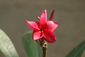 plumeria rot 715