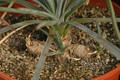 yucca aloifolia 8603