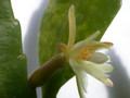 pseudorhipsalis himanthoclada horich rba216 2118