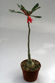 adenium cv pha dao 9998