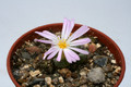 conophytum tantillum sb1191 3513