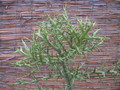 euphorbia stenoclada 1309 sm