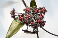 hoya pubicalix silver pink 9276