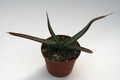 aloe graciliflora 7710