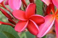 plumeria cv rosa bluete 3234