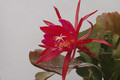 eh erfurter gartenschau 23 17