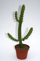 euphorbia waterbergensis 4038