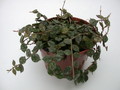 hoya curtisii 3990