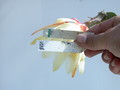 eh pfingstgruss x weisser schwan 8471 401