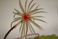 epiphyllum phyllanthus rubrocoronatum rba373 722