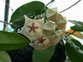 hoya archboldiana 1106 03
