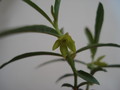 brachystelma vahrmeijeri 156