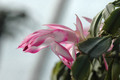 schlumbergera hatherton charm 222